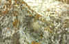 dia-260.jpg (109130 Byte)